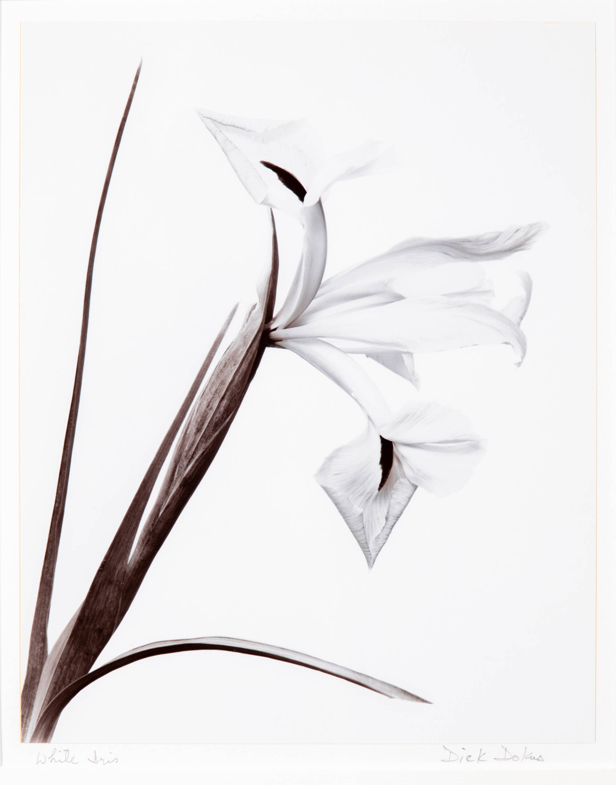 Black and white photograph of a flower.